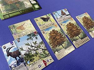 Смешанный лес